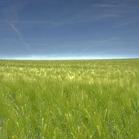 Getreide-Landschaft von Edzo Boven