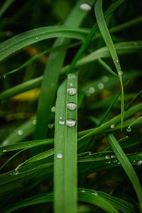 The tears of the air on the plants of the earth. by Robby's fotografie