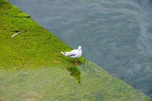 Mouette à l'eau sur Fartifos