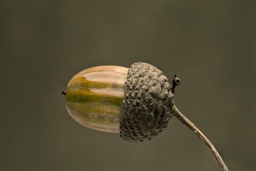 Eikel kunst