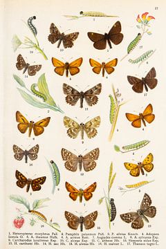 Farbtafel mit Schmetterlingen aus der Gattung der Kaulquappen. von Studio Wunderkammer