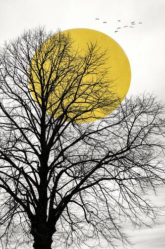 Door de takken van de boom