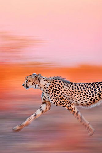 Cheetah
