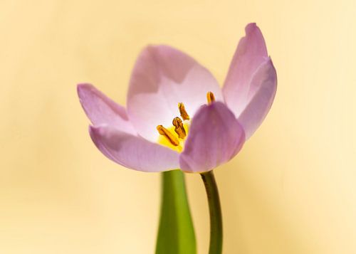 Tulipe rose avec des feuilles vertes et un fond jaune doux