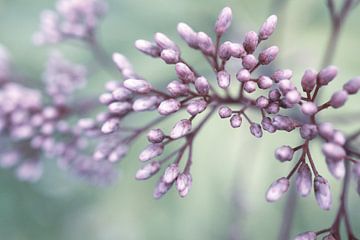 Nahaufnahme einer Blume in der Knospe von Crystal Clear