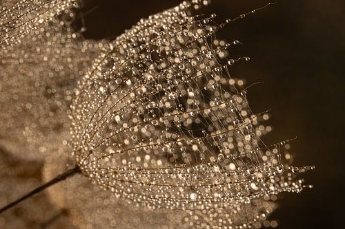 Duvet doré dans la lumière