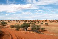 Straße durch die Kalahari-1 van Britta Kärcher thumbnail