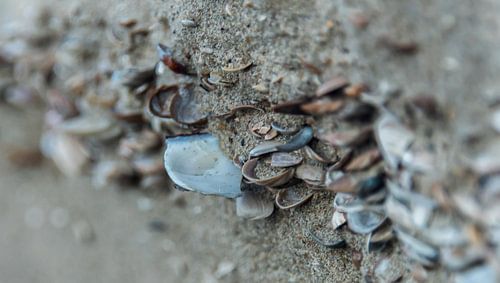 Schelpen Richel