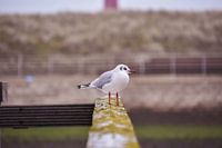 Gull