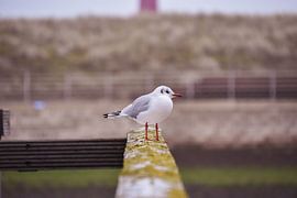 Gull by Driek Steegmans