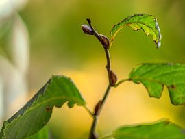 BOURGEONS EN AUTOMNE