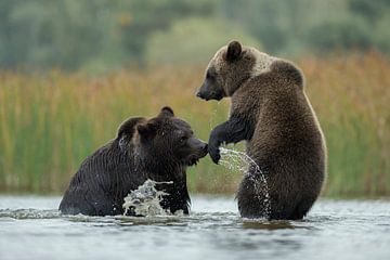 Europäische Braunbären ( Ursus arctos ) bei einer spielerischen Auseinandersetzung im flachen Wasser von wunderbare Erde