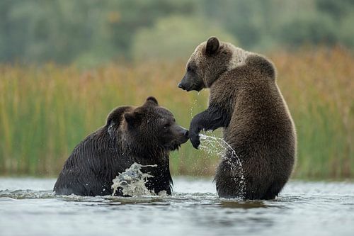 Ours brun européen ( Ursus arctos ) lors d'une rencontre ludique dans les eaux peu profondes d'un la