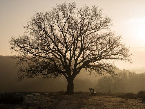 Bankje op Mookerheide