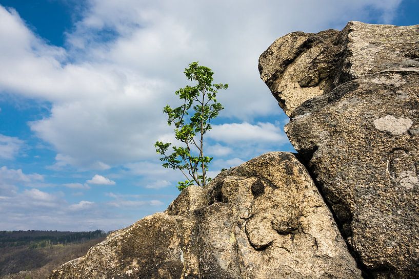 Landschaft mit Baum und Felsen im Harz par Rico Ködder