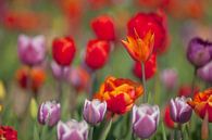 Tulpen auf den Blumenzwiebelfeldern in Holland von Ivonne Wierink Miniaturansicht