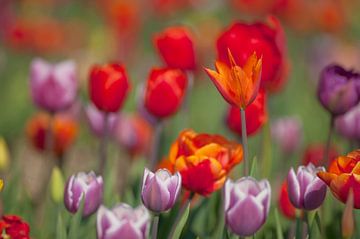 Tulpen in de bollenvelden in Holland van Ivonne Wierink