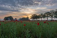Drenthe, Buinen zonsopgang in een klaprozenveld