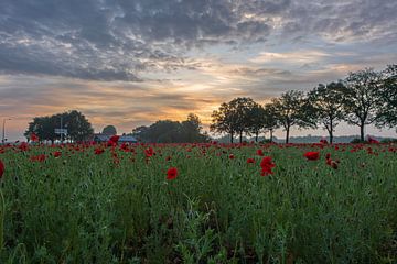 Drenthe, Buinen zonsopgang in een klaprozenveld van Daphne Kleine