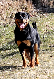 Charlie the Rottweiler IV by Helmut Martin - The Art of Stone - Steinkunst & Photographie
