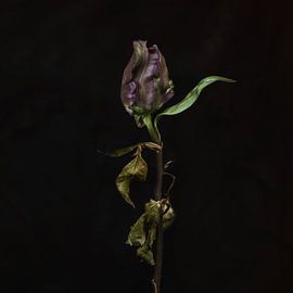 TulipRose4 by Henk Leijen