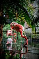 Flamingo’s