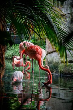 Flamants roses sur Bob Hogenkamp