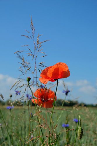 Grasses and poppies