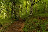 hiking trail in the plitvice lakes national park in Croatia