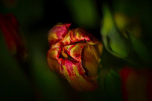 spring tulip by emiel schalck