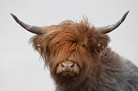 Schotse hooglander kop met grote horens 2 kleurig van Sascha van Dam thumbnail