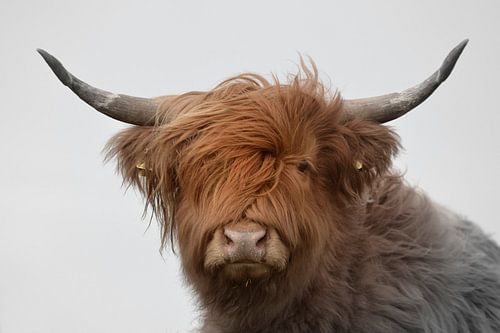 Tête de highlander écossais avec de grandes cornes bicolores