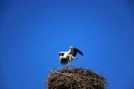 Ein Storch breitet seine Flügel im Storchennest aus von Ulrike Leone Miniaturansicht