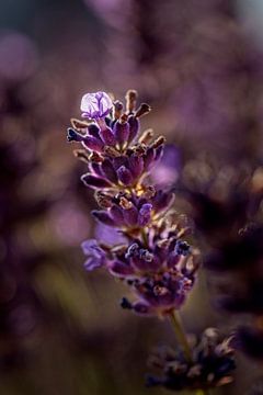 Lavendel van Rob Boon