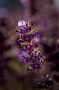 Lavender by Rob Boon thumbnail