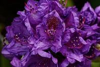 paarse bloemen