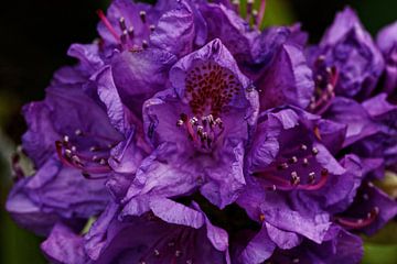 paarse bloemen van Alexander Ließ