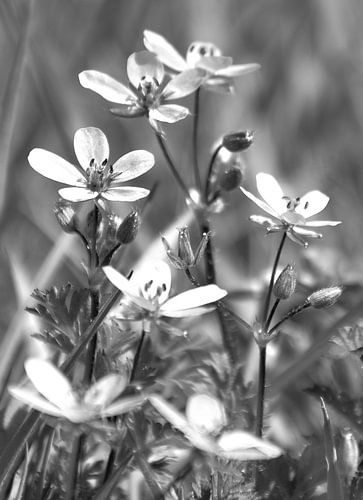 Fleurs blanches sur fond noir et blanc