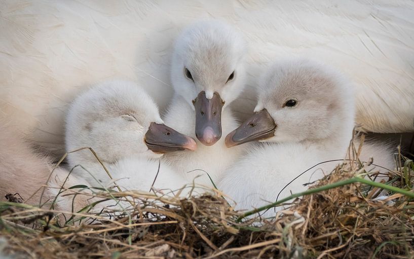 Jong grut. by Karin Tebes