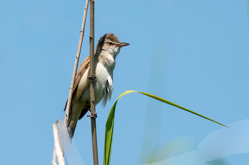 Sky-High Soloist