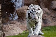 Weißer Tiger van Ulrich Brodde thumbnail
