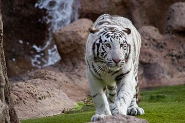 Weißer Tiger van Ulrich Brodde