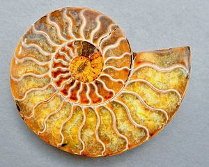 'Je'suis un Ammonite&#039 ; sur Tymn Lintell