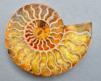 'I'm an Ammonite'