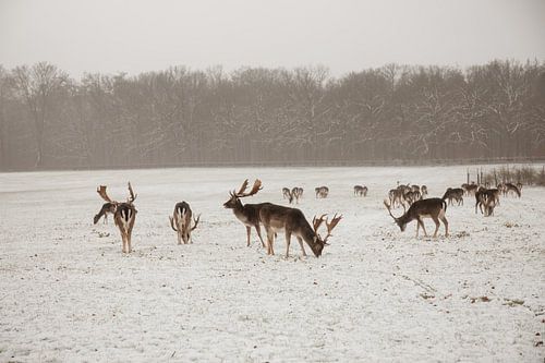 Herten in de Sneeuw – Paleispark Apeldoorn