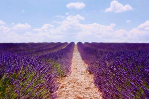 Lavender field by Claudia Moeckel