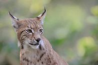 Eurasischer Luchs ( Lynx lynx ), fein detailliertes Porträt, Betonung auf Augen und Pinselohren, san von wunderbare Erde Miniaturansicht