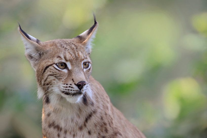 Eurasischer Luchs ( Lynx lynx ), fein detailliertes Porträt, Betonung auf Augen und Pinselohren, san von wunderbare Erde