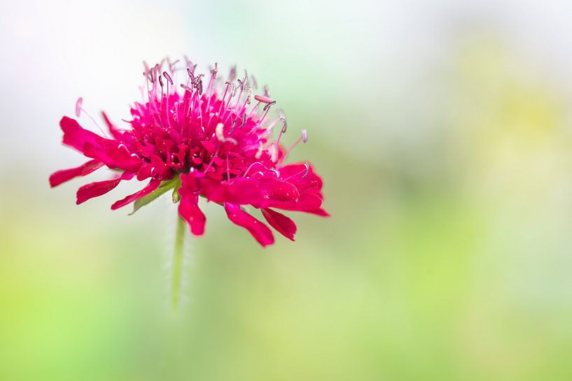Fleur rose dans la verdure par Patricia van Kuik