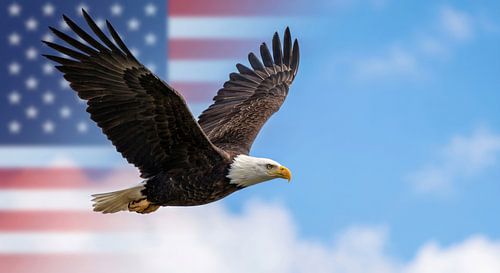 Majestic Bald Eagle in Flight USA Flag